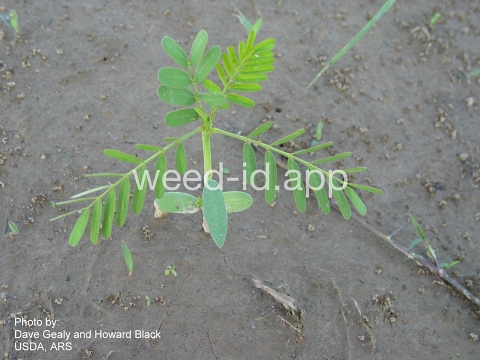 sesbania, hemp